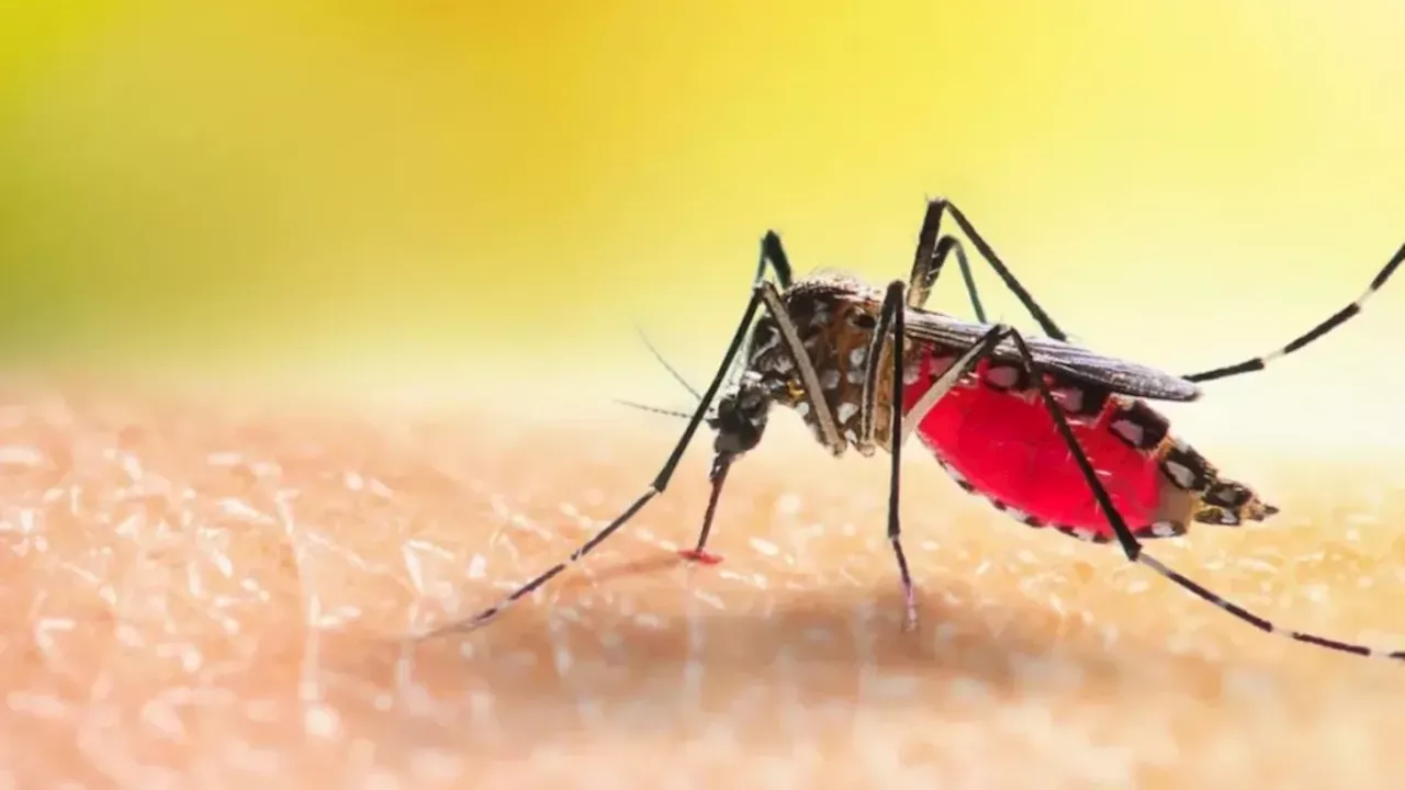 En 700 % han aumentado los casos de dengue en Santander