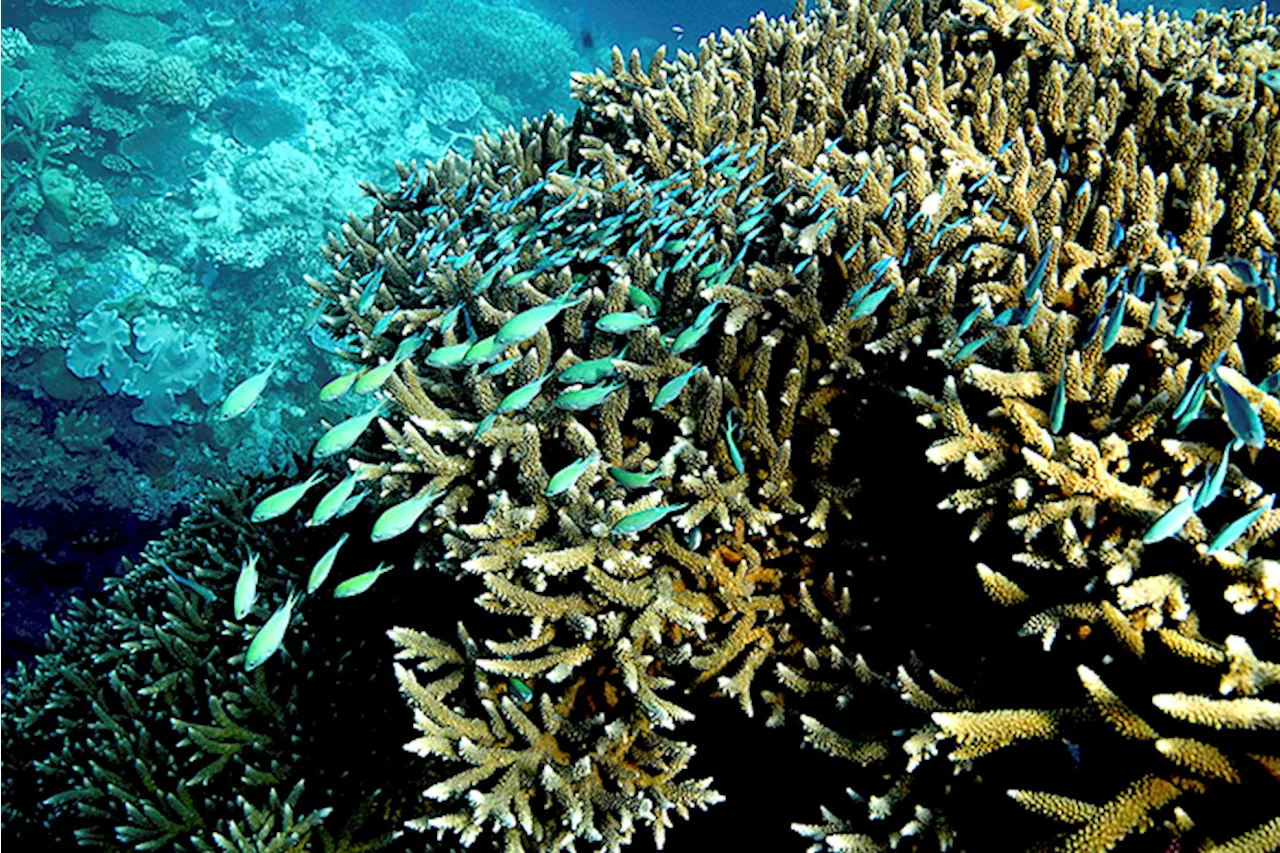 Study: Great Barrier Reef water hottest in 400 years in past decade