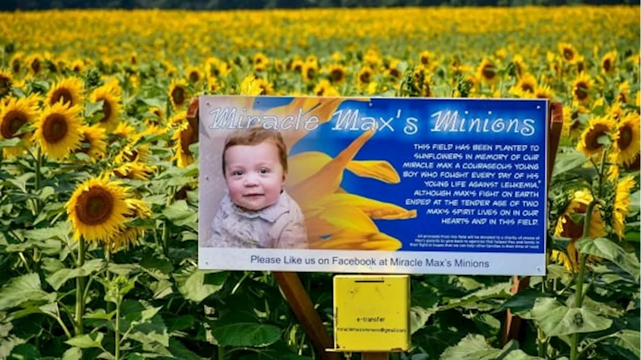 Stop and smell the sunflowers: Lambton County fields bloom for boy taken by leukemia