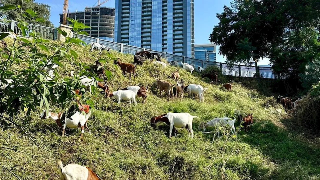 Goats are back on the hike-and-bike trail, munching invasive plants