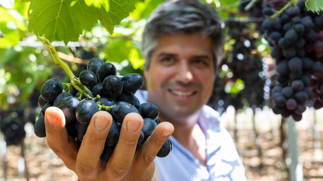 Vale da Rosa traz uva que sabe a “algodão doce”