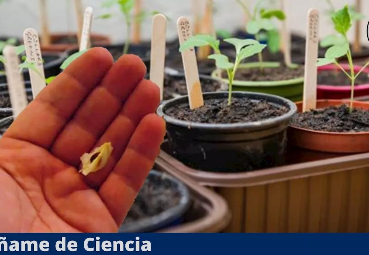 2 sencillas formas de germinar las semillas de manzana para tener tu propio árbol