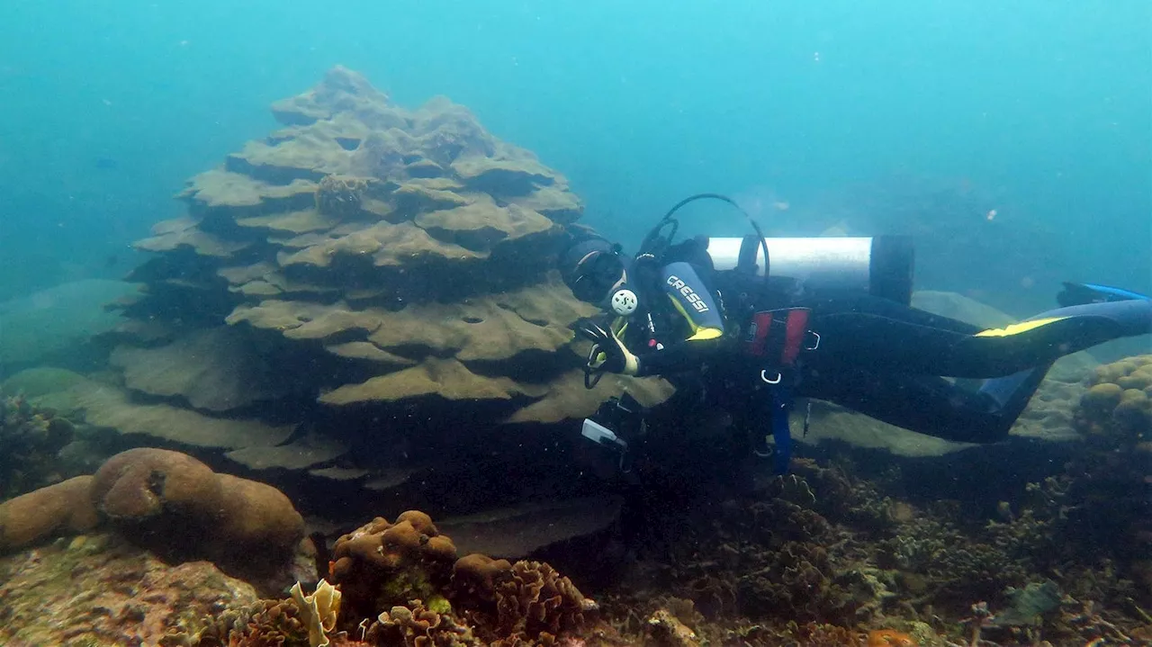 How Can Probiotics Help Save Coral Reefs From The Ravage Of Disease?