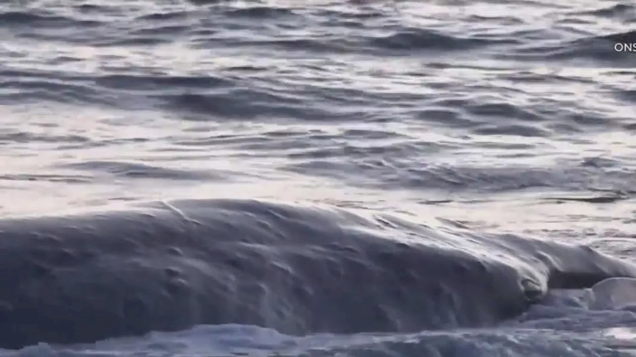 Dead whale washes ashore Torrance beach