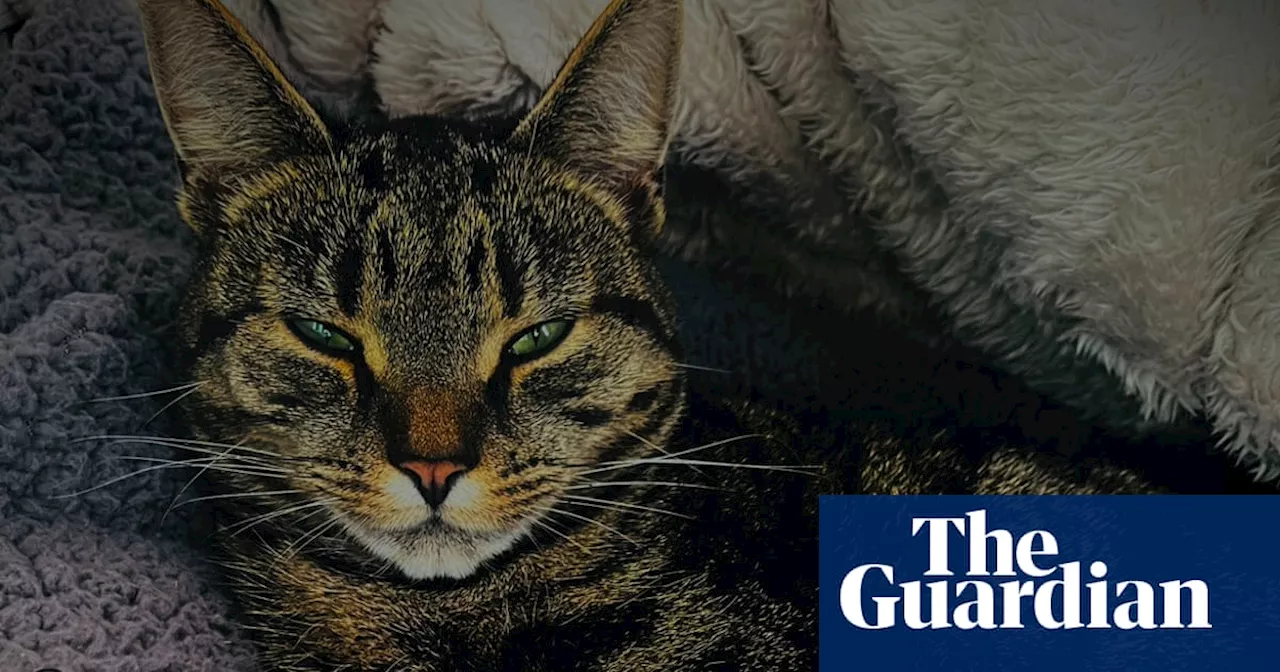 Rise in animal abuse in England and Wales fuelled by social media, finds RSPCA