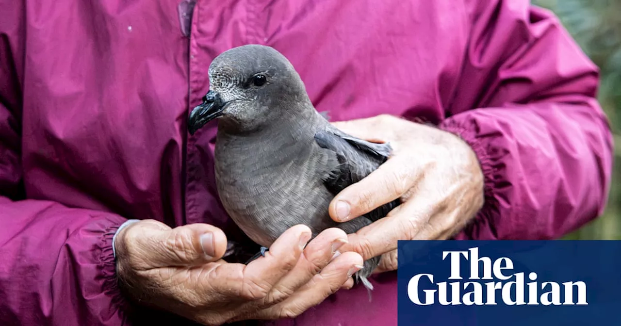 ‘When, not if’: H5N1 bird flu outbreak could reach Australia this spring, experts warn