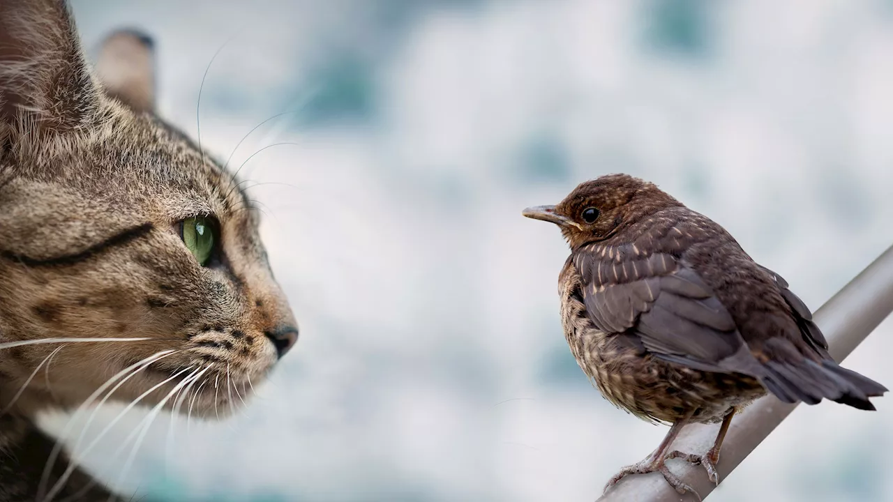  Schweizer Verein fordert Verbot der Katzenzucht