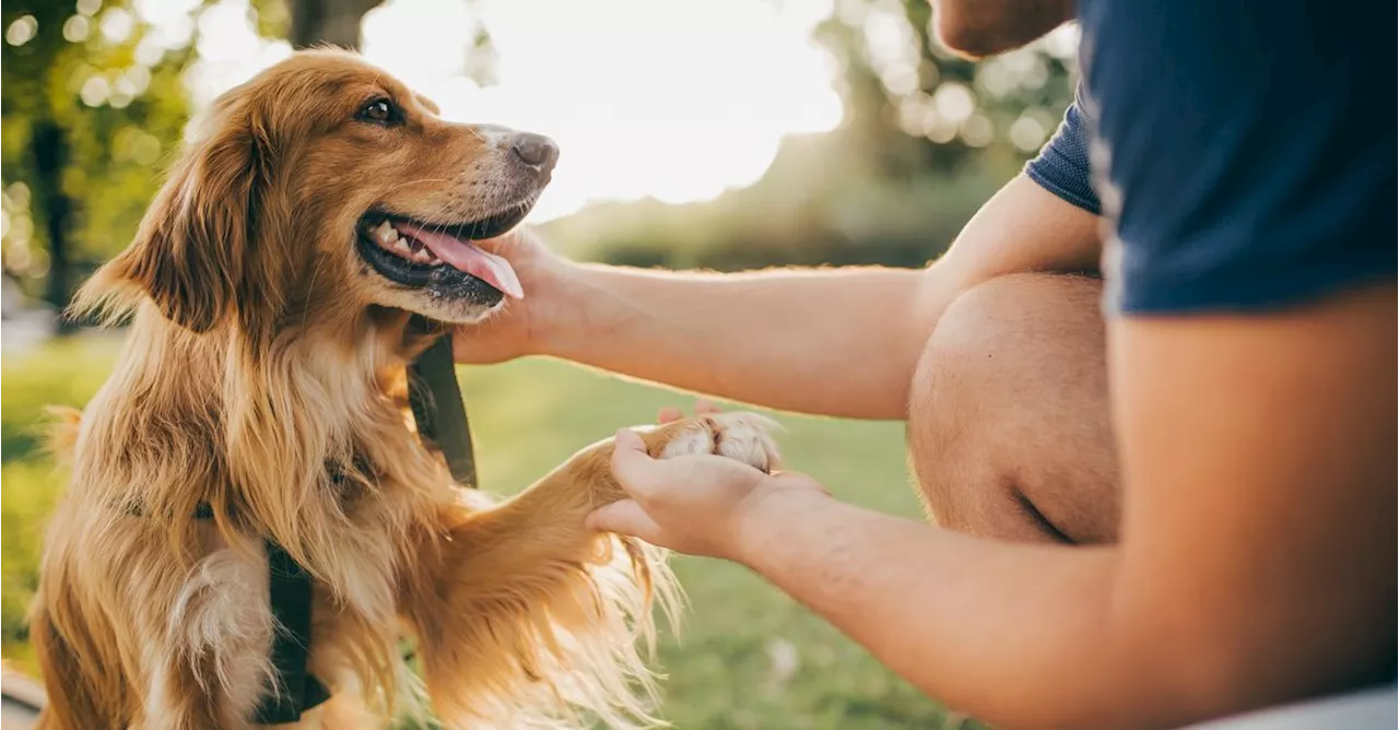 6 Signs Of A Happy Dog, According To Veterinarians