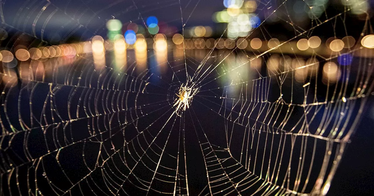 So THAT's Why We Call Those Tiny Spiders 'Money Spiders'