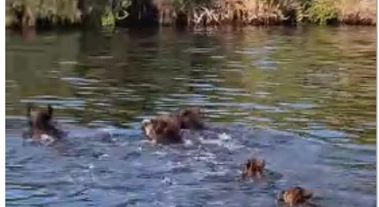 Sabaudia, famigliola di cinghiali si allena nuotando nel lago di Paola insieme ai canottieri