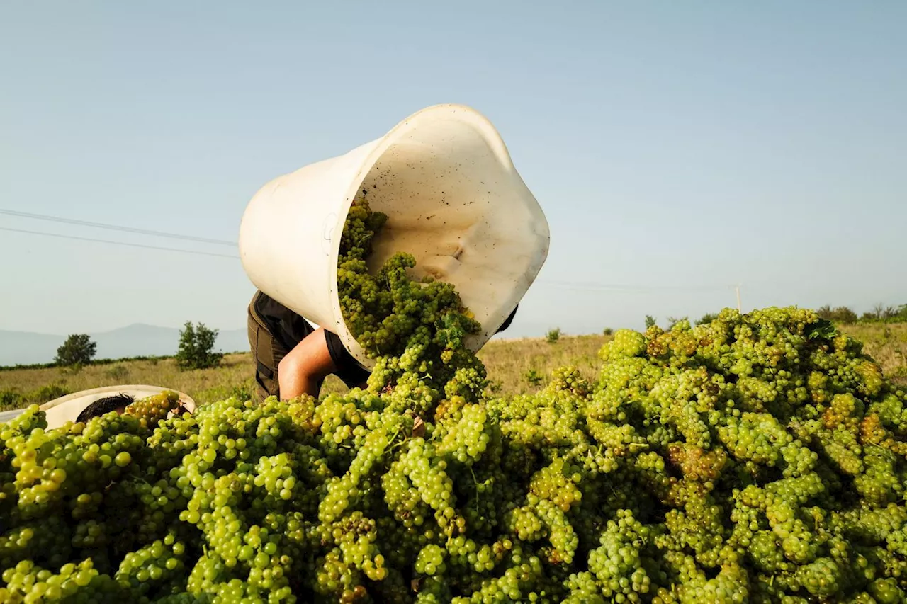 Vin : les vendanges sont attendues en baisse cette année