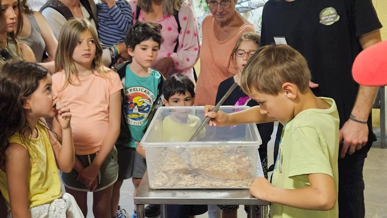 Au reptilarium du Larzac on tient les serpents par la main