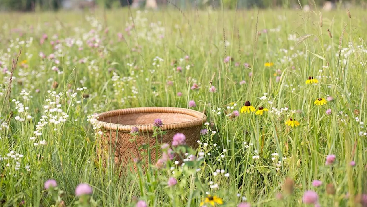 Jardinage : le mode d’emploi pour récolter des graines sauvages