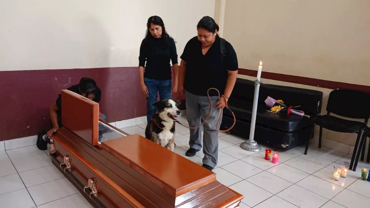 Rocky, el perro que acompañó hasta su muerte a hombre de 102 años abandonado en Xalapa