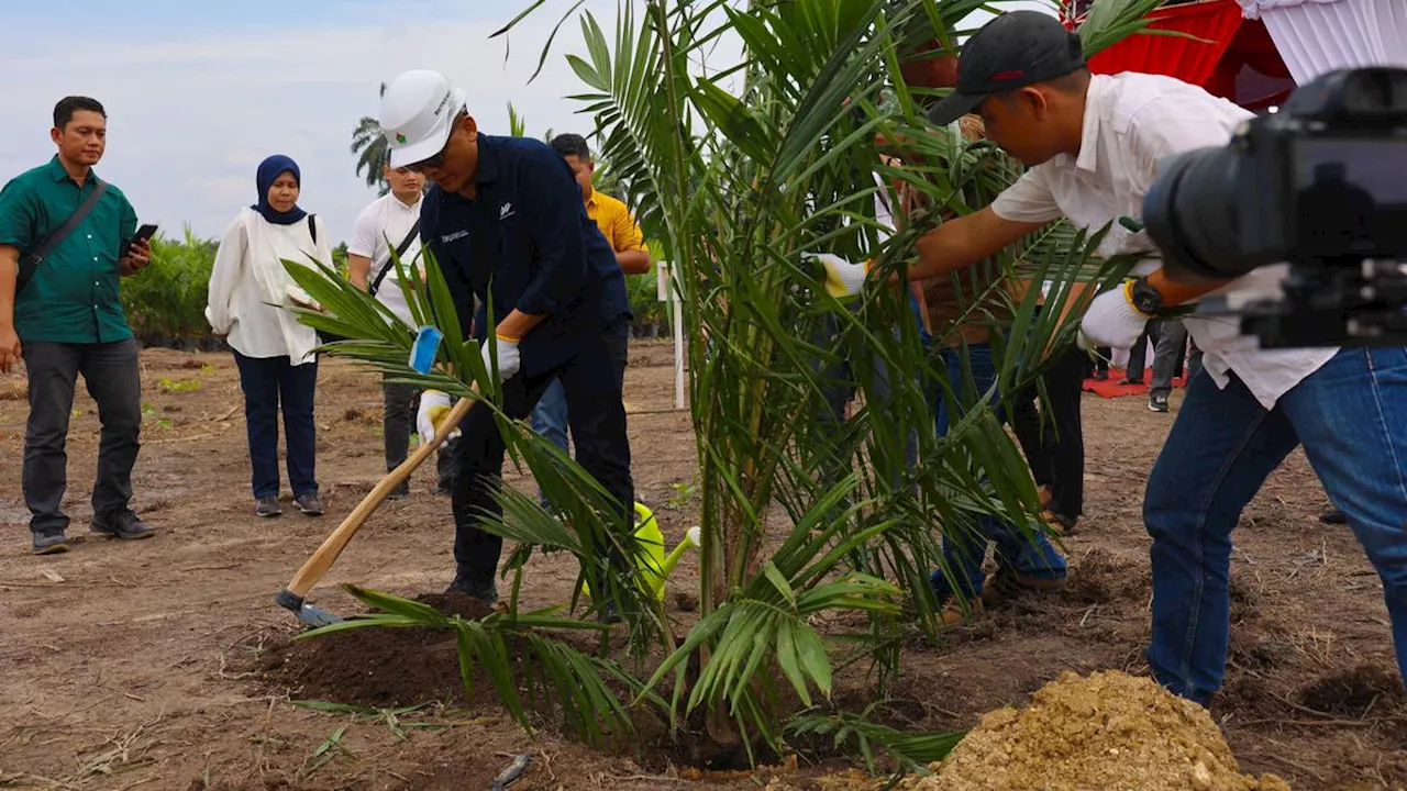 Peremajaan Sawit Tua Seluas 60 Ribu Hektare, Petani di Riau Ketiban Untung Segini