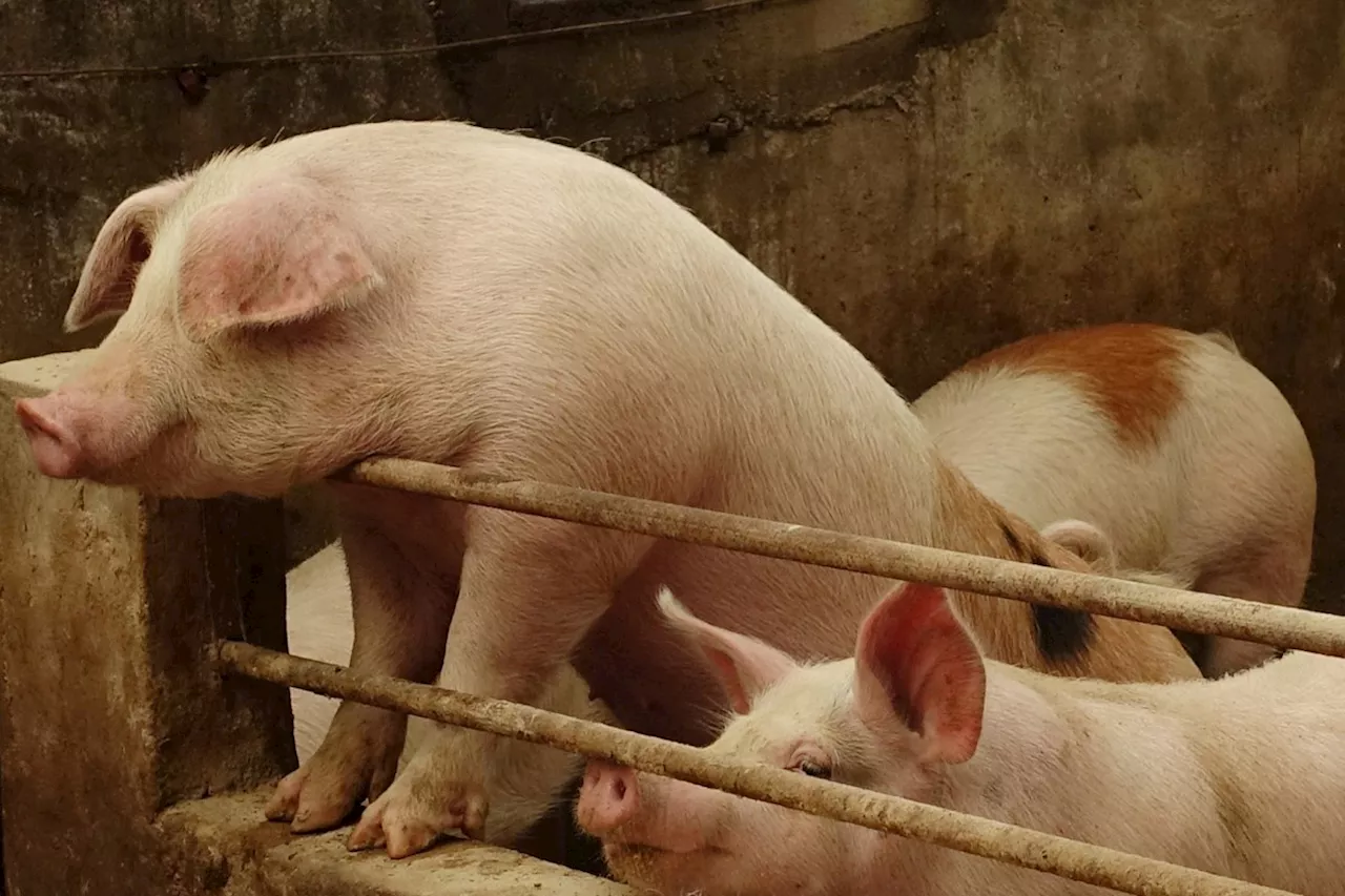 Pork producers push for state of calamity amid ASF