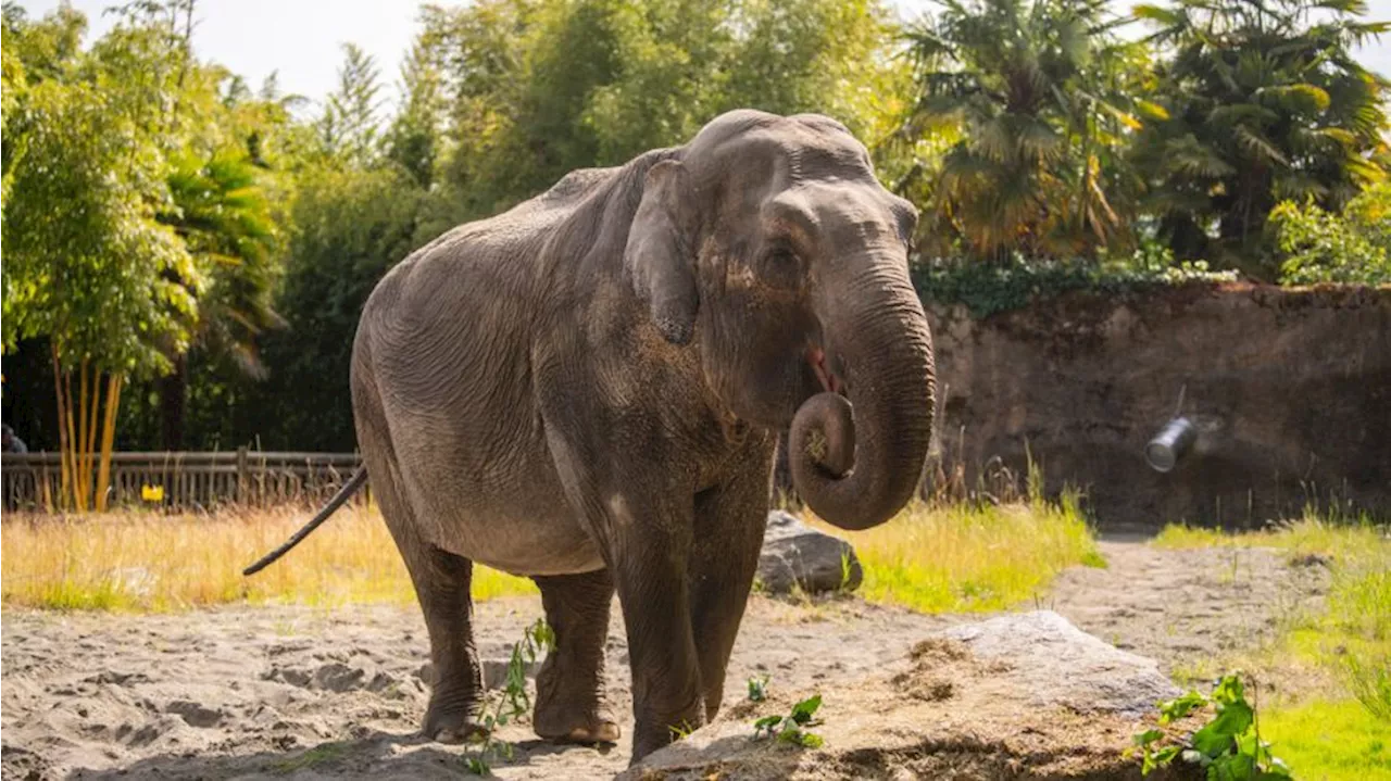 Longtime Point Defiance Zoo resident, Suki the elephant, euthanized due to failing health