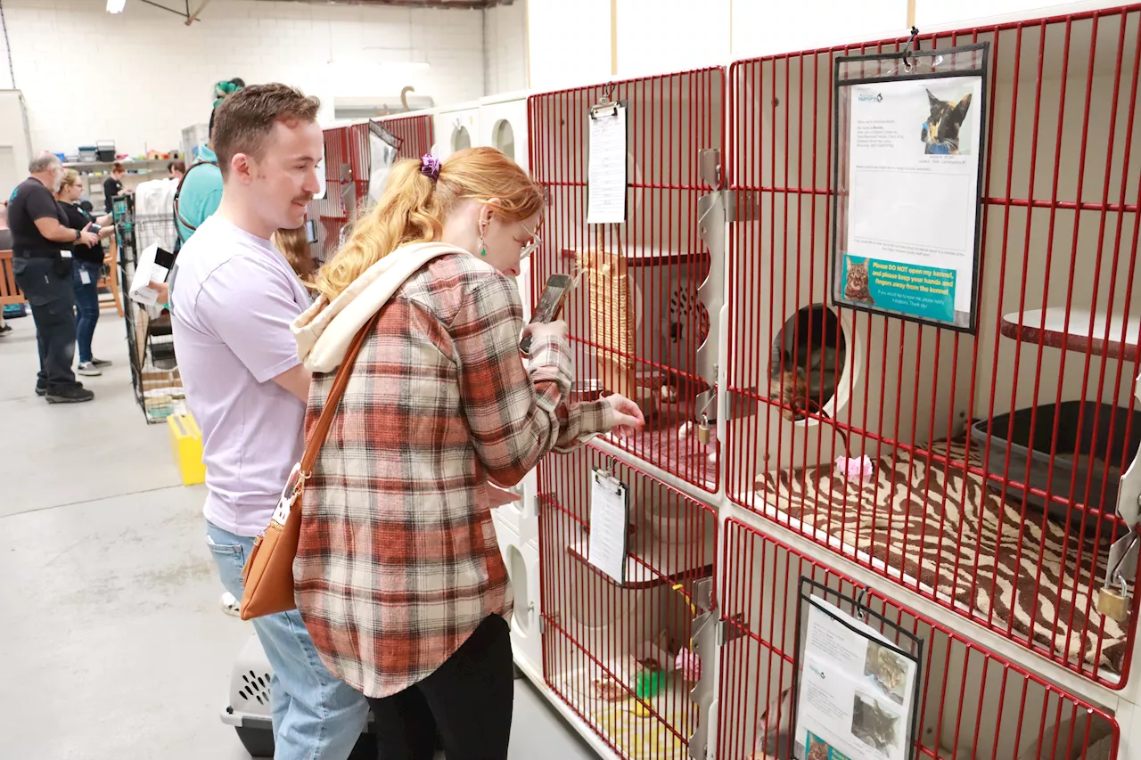 Join NBC 7 and Telemundo 20 for the annual Clear the Shelters pet adoption event