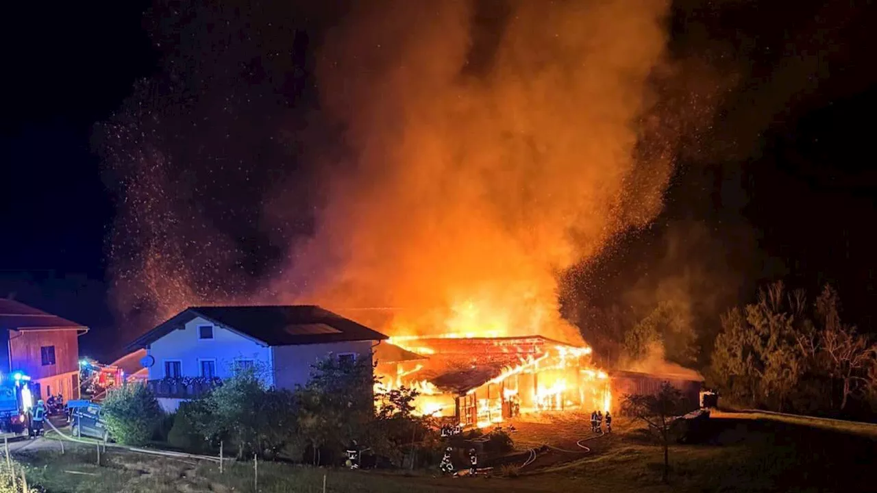 Stall in stand in Flammen: Wohnhaus gerettet, neun Rinder verendet