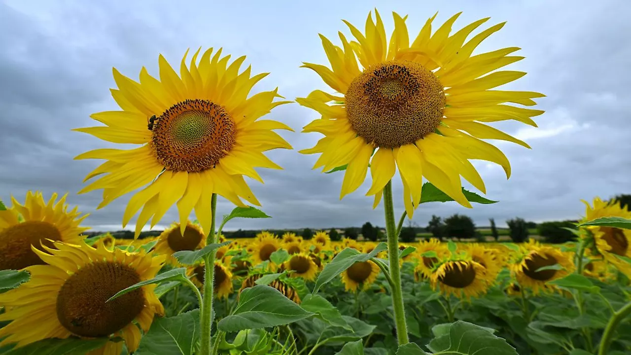 Thüringen: Sonnenblumen nehmen mehr Fläche in Thüringen ein