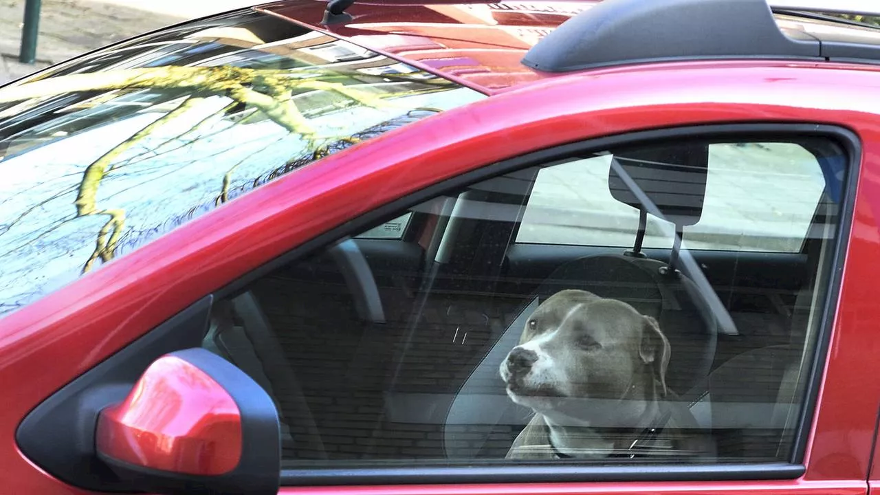 Dit mag je doen als je een achtergelaten hond in een auto ziet