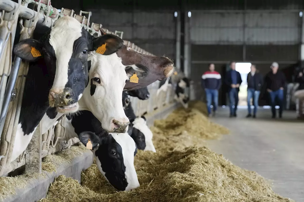 El sello de Bienestar Animal está diseñado para la ganadería intensiva