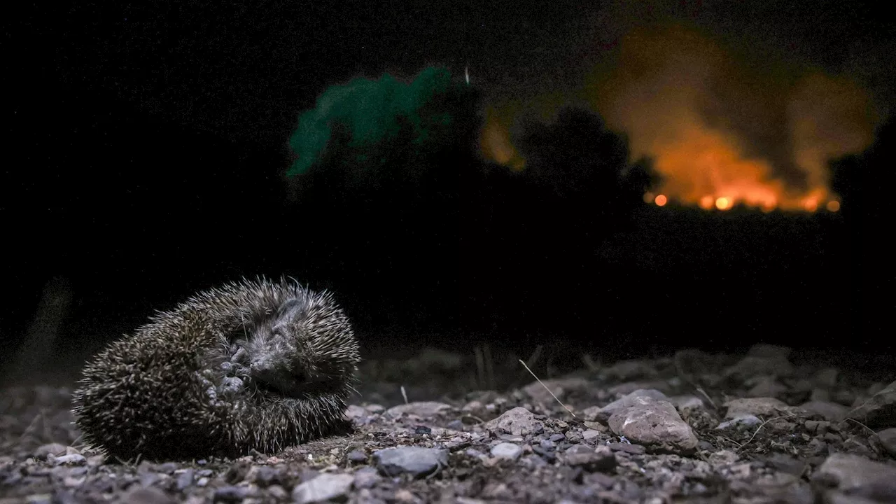 Feux de forêt en Europe : les incendies se multiplient en Grèce, notamment près d’Athènes