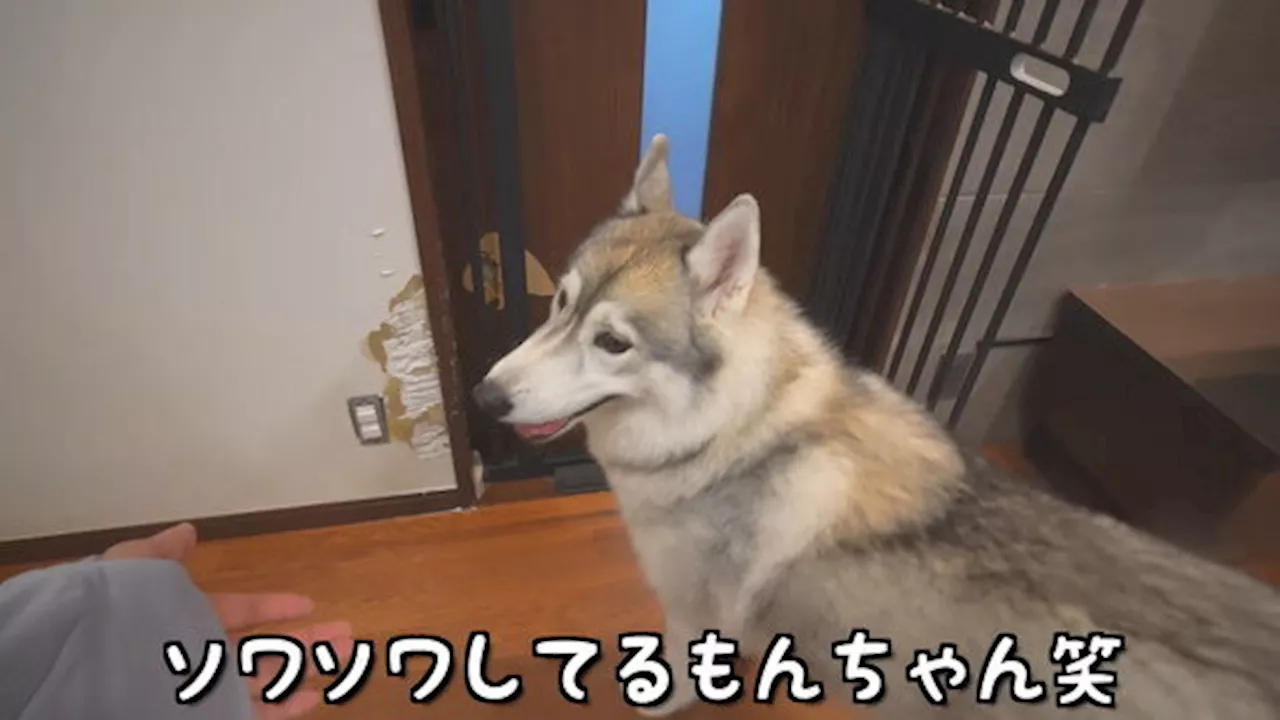 赤ちゃんハスキーをお迎えした先住犬が衝撃を受けたワケは…… びっくりな展開とオチにほっこり（2024年8月11日）｜BIGLOBEニュース