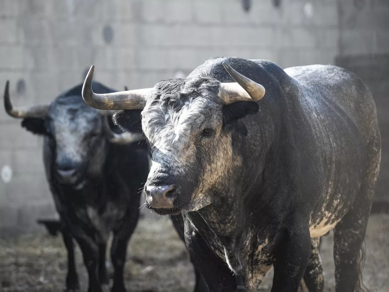 Feria de Dax 2024 : les corrales des arènes sont ouvertes au public avant les corridas