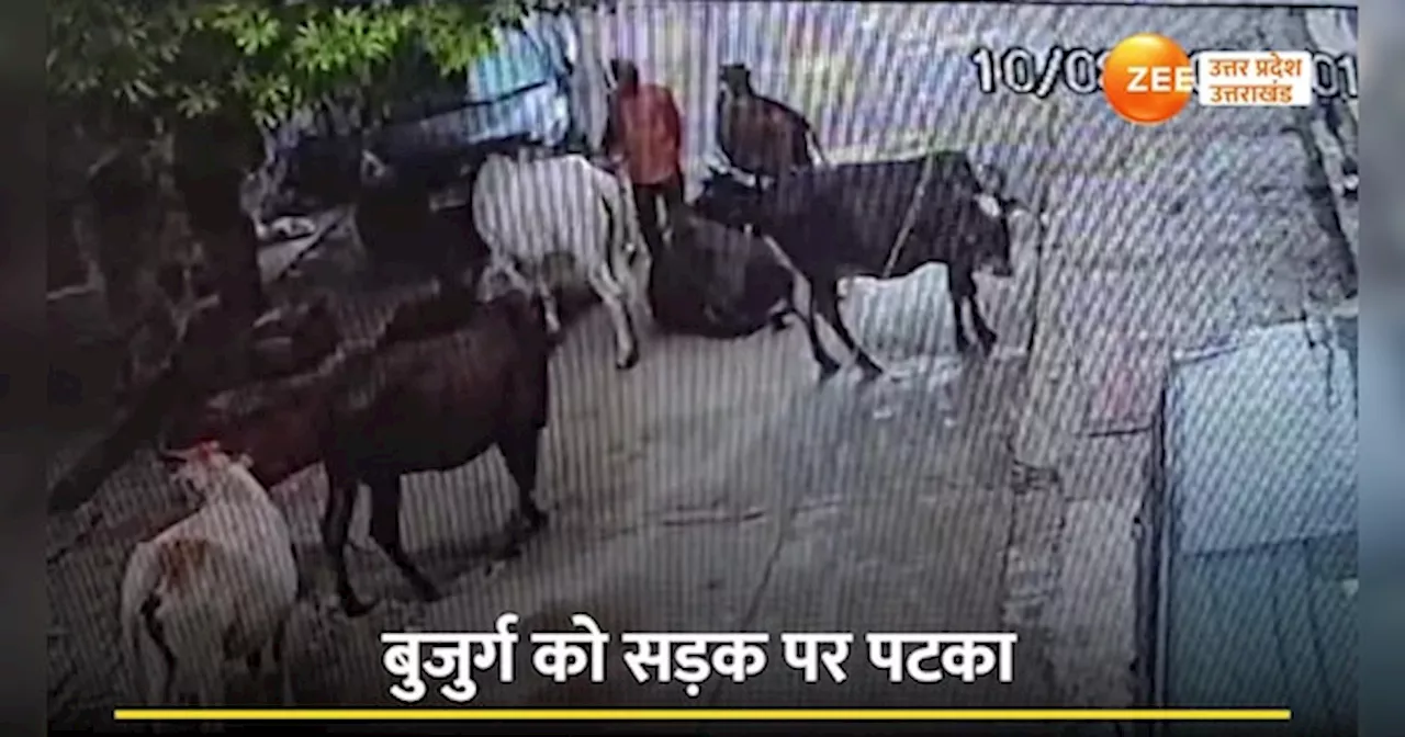 Kanpur Viral Video: खुलेआम मौत बनकर सड़क पर घूम रहे सांड़, हमले में बुजुर्ग की मौत