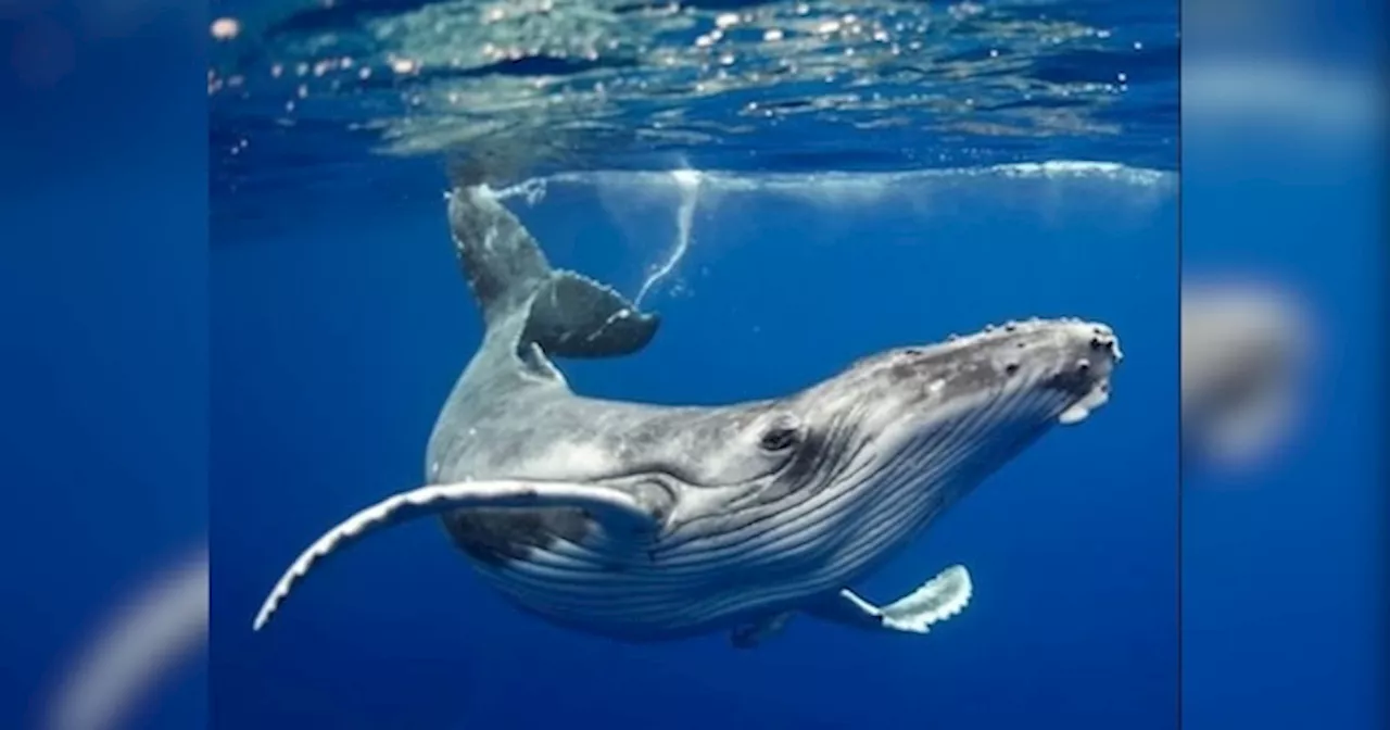 Marine Life: समंदर का सबसे रहस्यमयी जीव है Blue Whale, क्या कभी देखा है दुनिया का सबसे बड़ा जानवर?