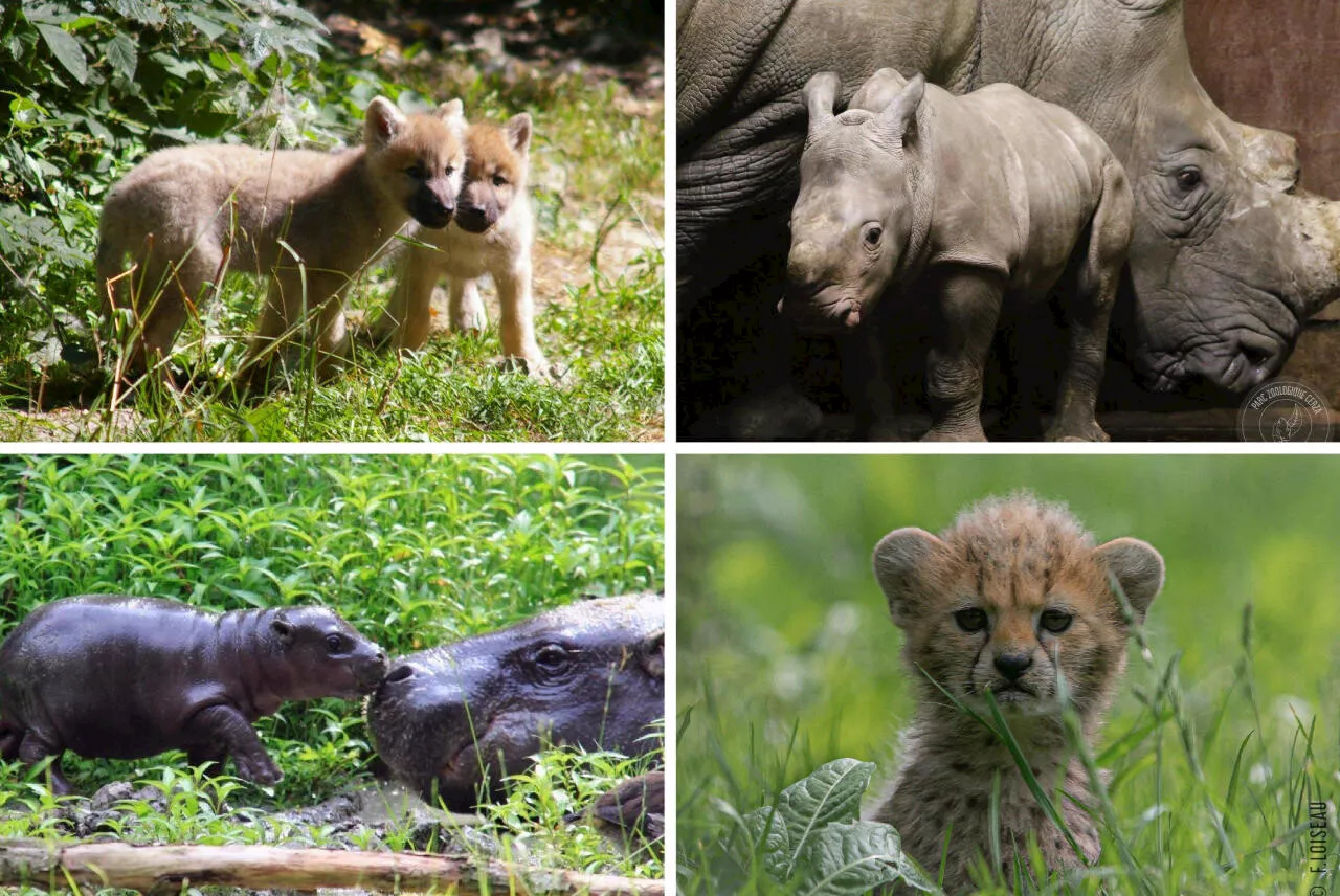 600 Manchois précaires vont visiter le zoo de Cerza grâce au secours populaire