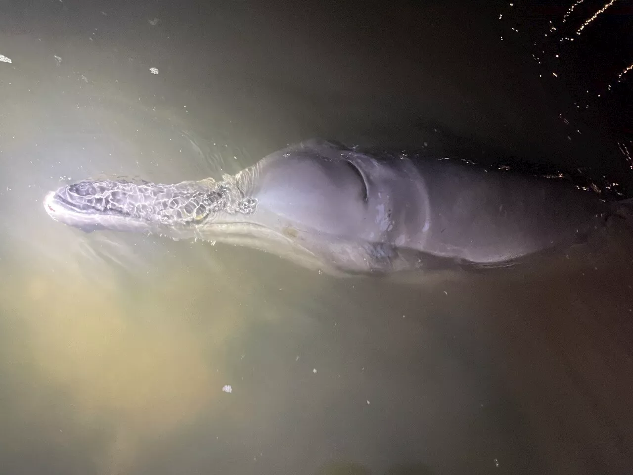 Une baleine très rare secourue dans le port de Ouistreham