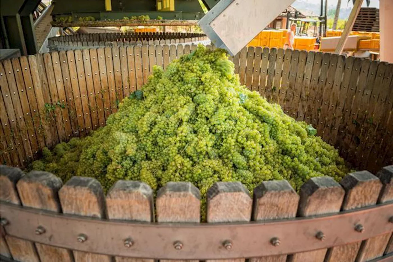 Al via vendemmia in Franciacorta, buono lo stato sanitario delle uve