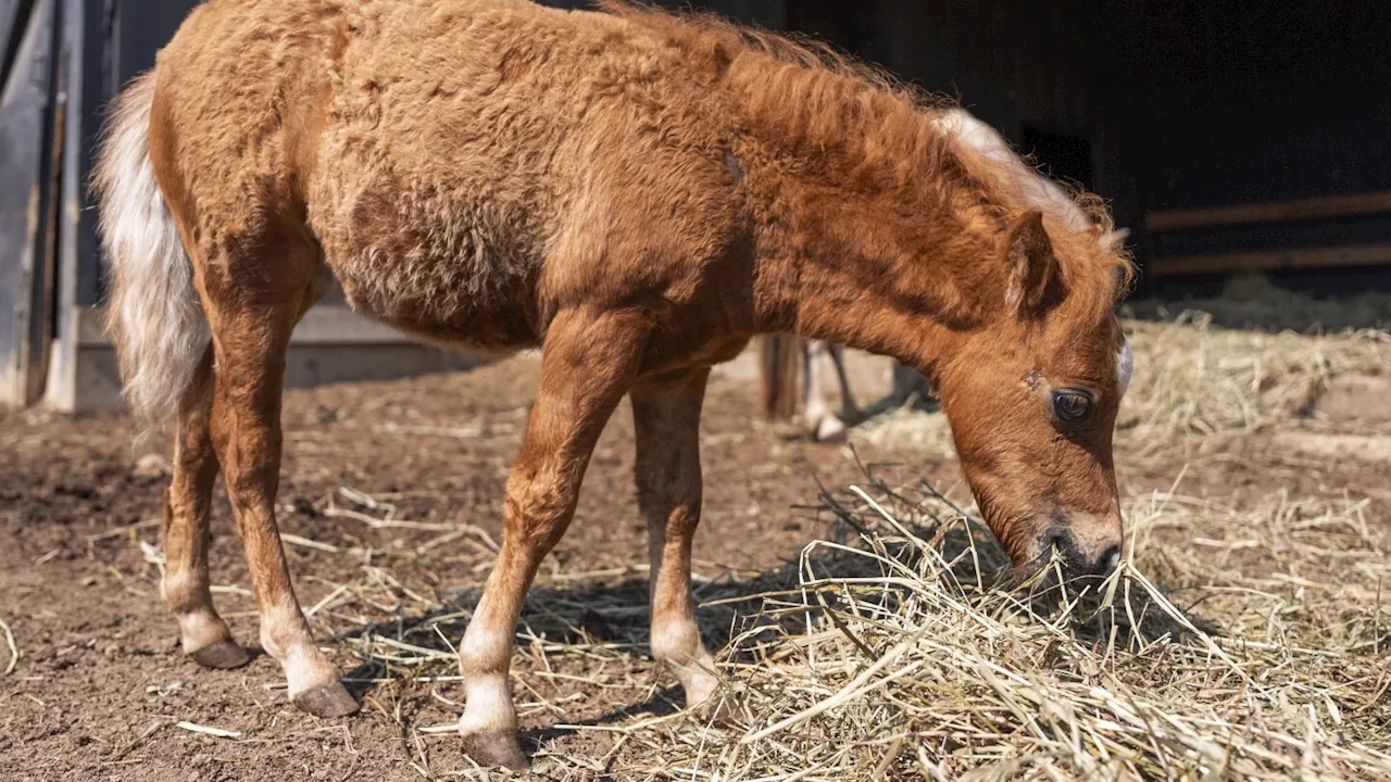 Mini farm animals are adorable. There's also a growing demand for them