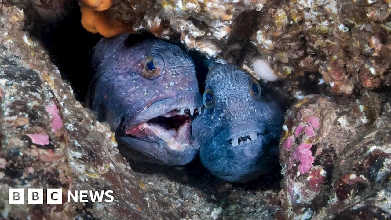 Berwickshire volunteers protect underwater creatures for 40 years