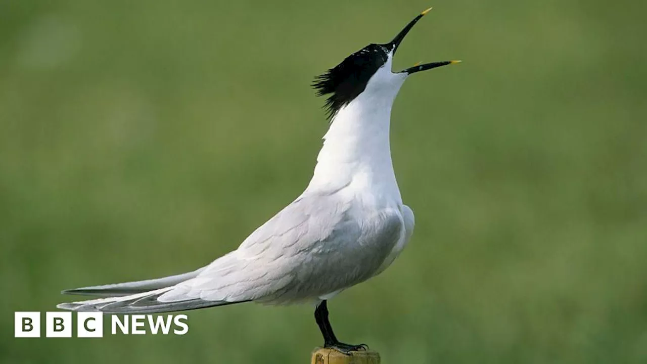 Norfolk wind farms could aid Loch Ryan sandwich tern revival