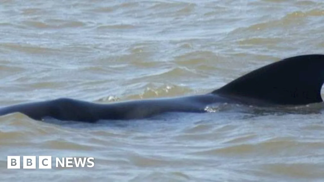 Rescuers ready to help Snettisham stranding whale