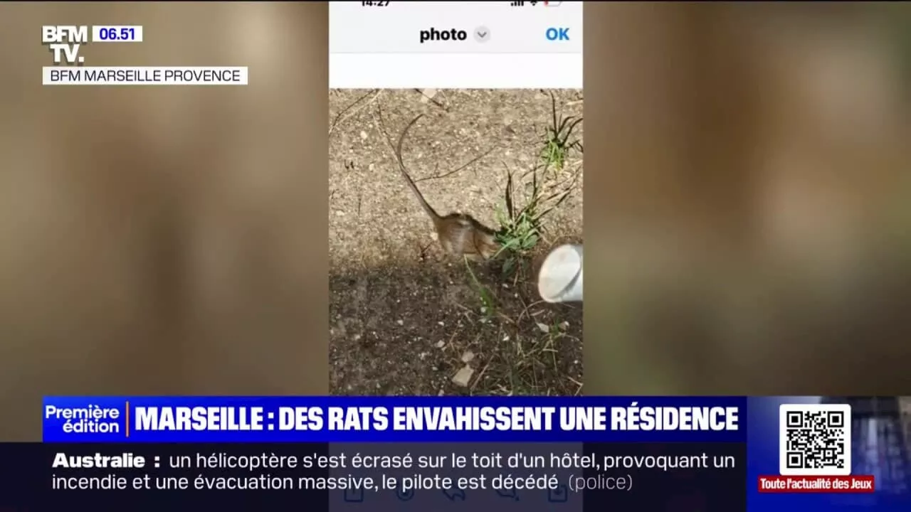 'C'est devenu invivable': des rats envahissent une résidence du 12e arrondissement de Marseille