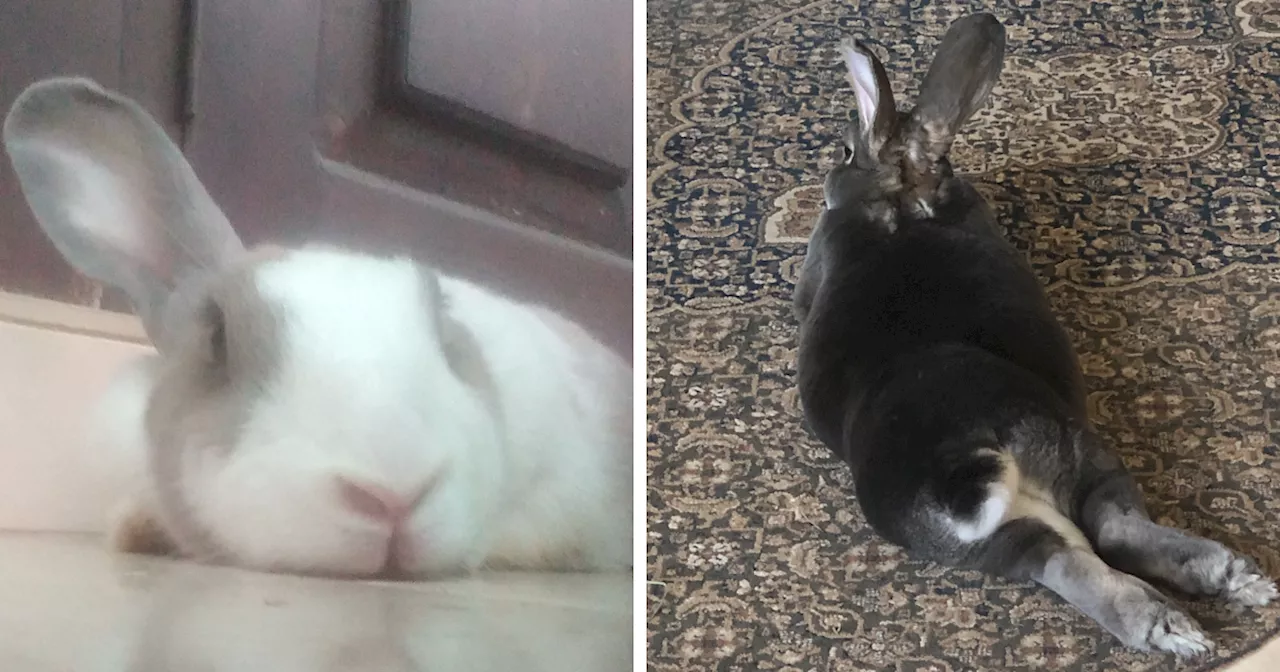 Hey Pandas, Share Pictures Of Your Bunnies (Closed)