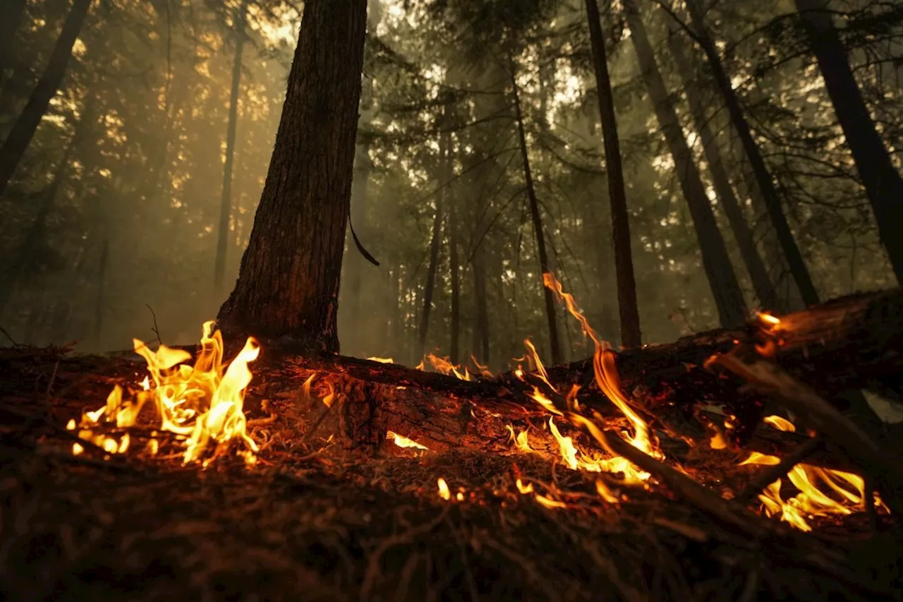 Hundreds allowed to return home to Village of Slocan, B.C., after wildfire