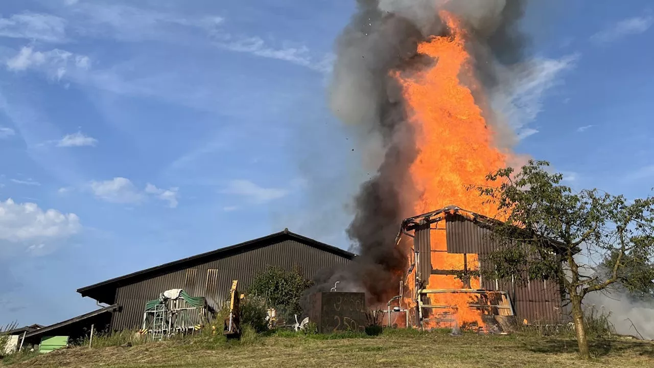 Hofscheune abgebrannt: Grossaufgebot der Feuerwehr verhindert Totalschaden – Dutzende Kühe und Kälber gerettet