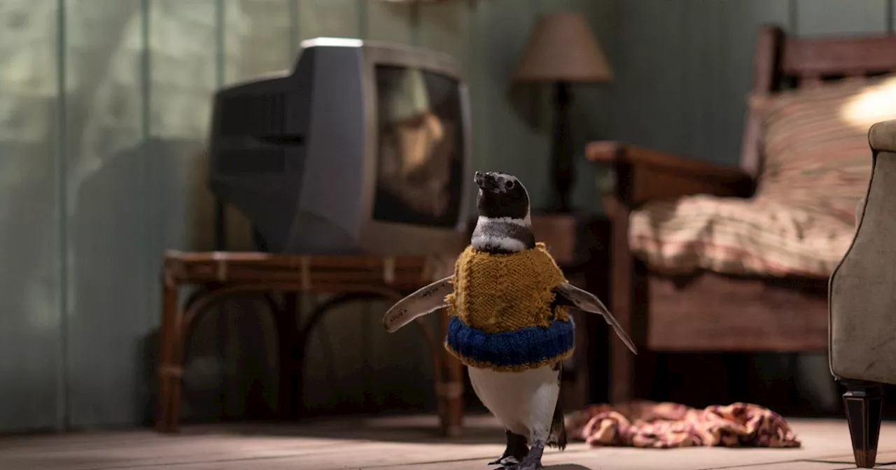 Exclusive My Penguin Friend Clip Previews Emotional Movie About a Lost Penguin