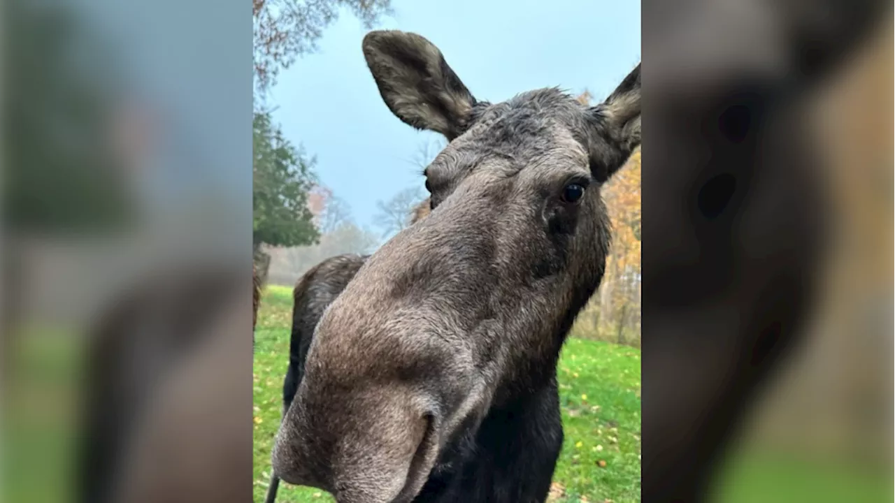 Trilly the moose dies at Toronto Zoo at age of 11