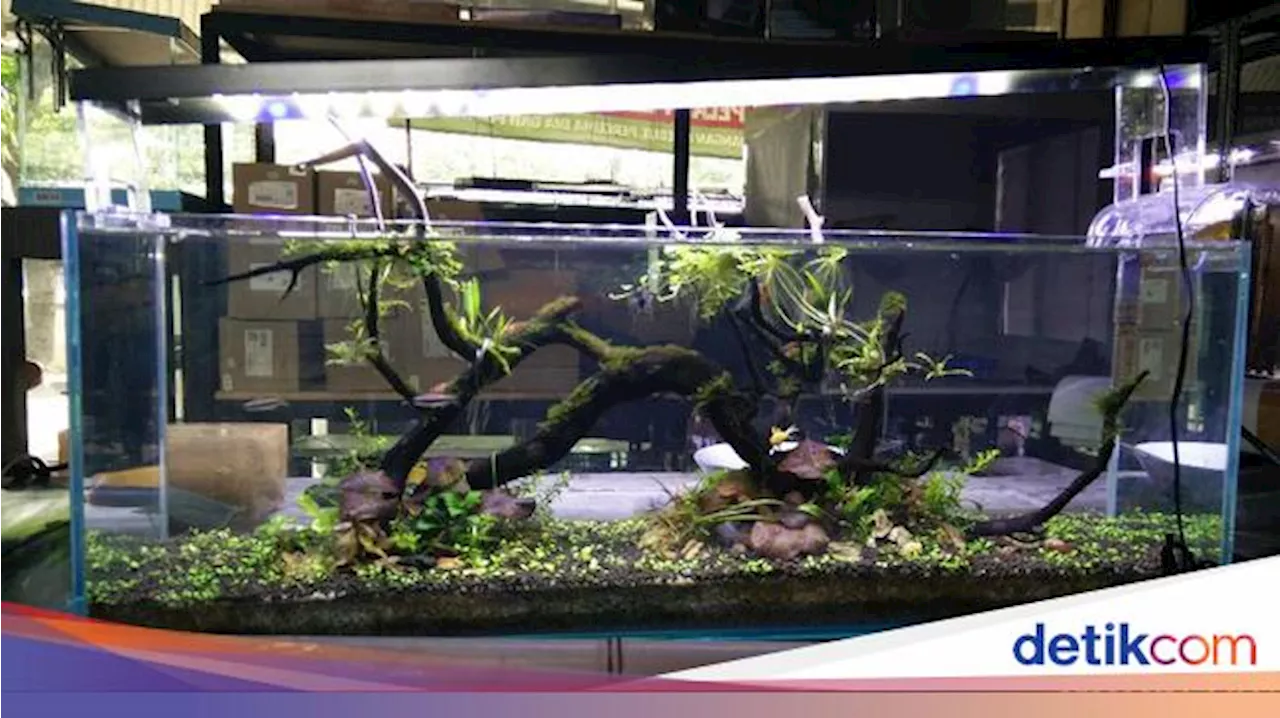 15 Tanaman Aquascape yang Mudah Dirawat, Cocok untuk Pemula!