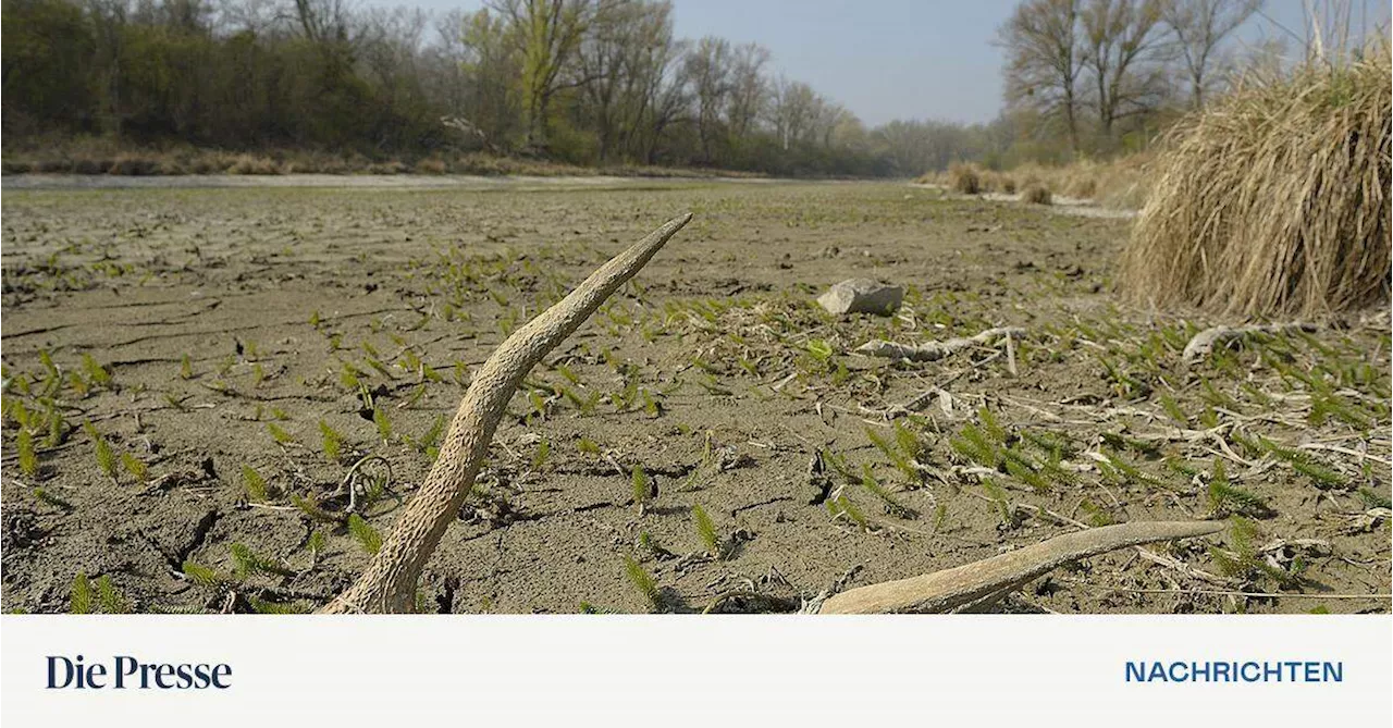 Die „fortgesetzte Tragödie“ der Lobau