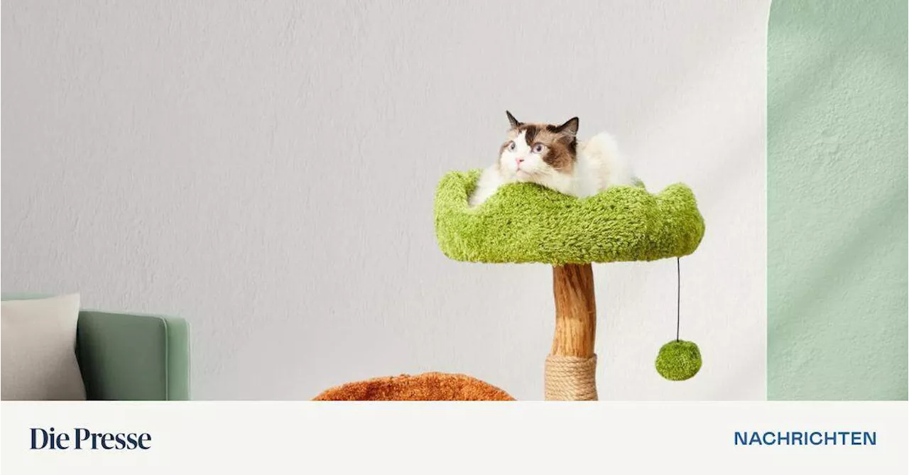 Start-up-Steckbrief: XXOO Pets Family gestaltet Haustierprodukte neu