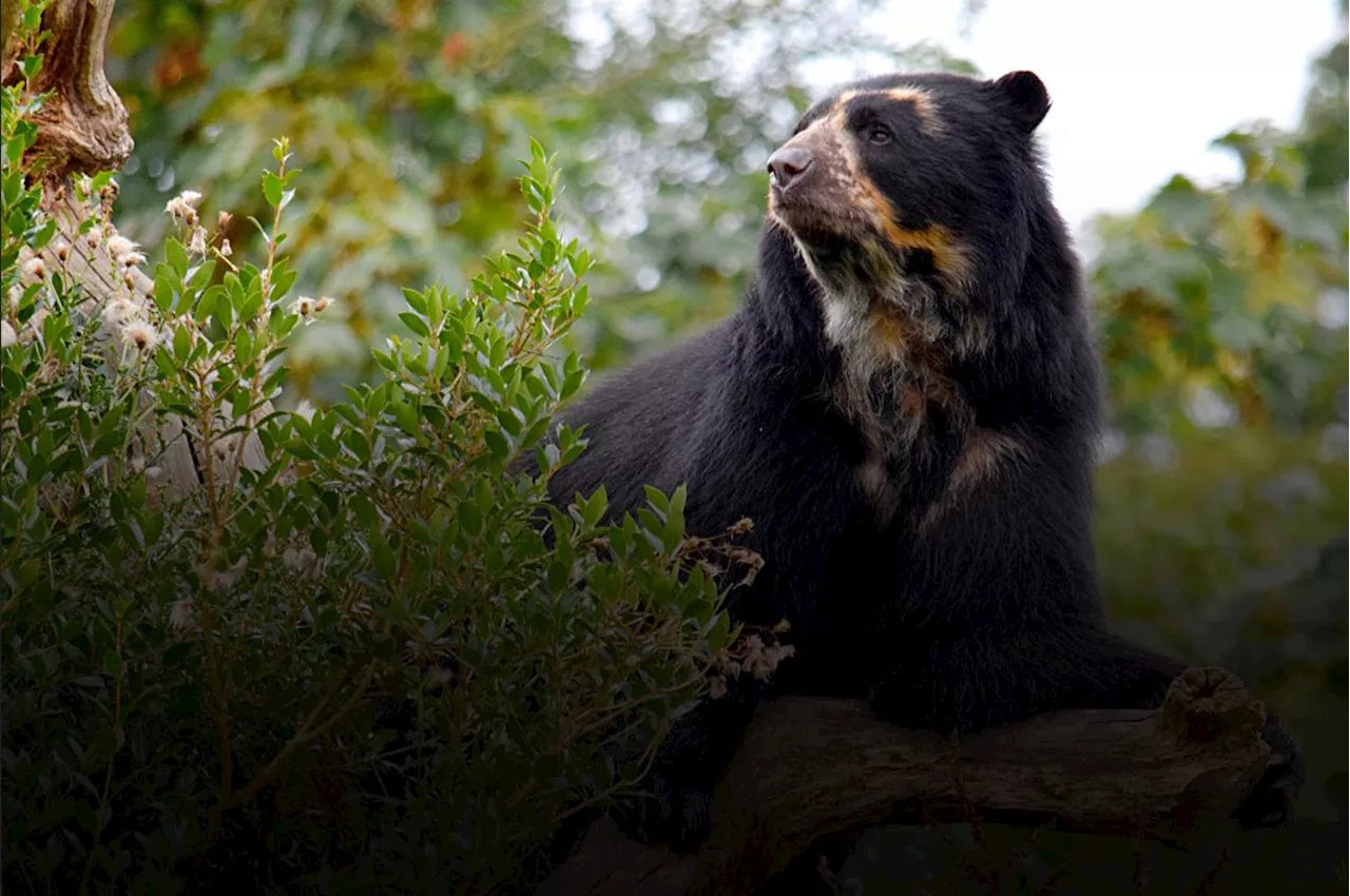 ¿Cuáles son las seis especies animales amenazadas en Colombia?