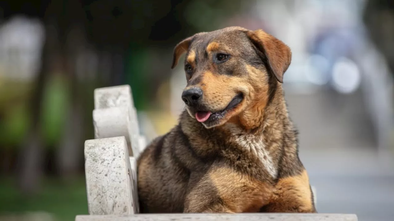 ¿Cuántos años vive un perrito criollo? Su expectativa de vida es distinta a la de un perro de raza