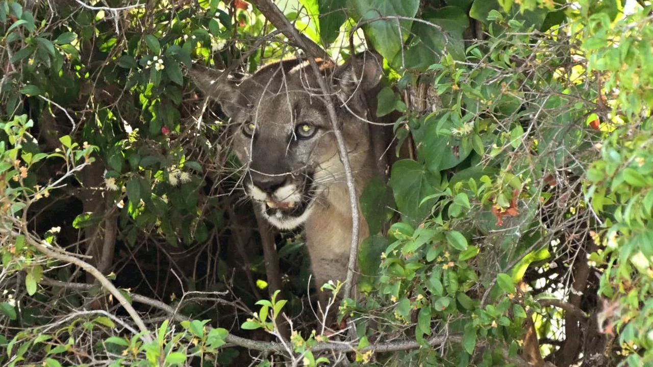 Mountain lion kills pet pit bull in San Fernando Valley